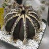 Uebelmannia_pectinifera_7